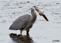 Ardea herodias